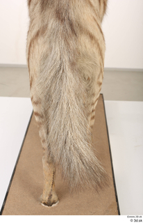 Striped Hyena Hyaena hyaena tail 0004.jpg